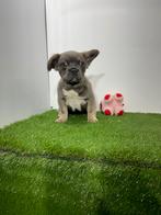 Chiots bouledogue français