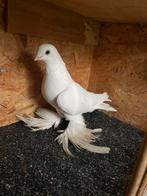 Sierdiuven wit, Tuimelaar of Roller