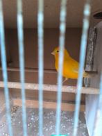 Kanaries pop 4, Dieren en Toebehoren