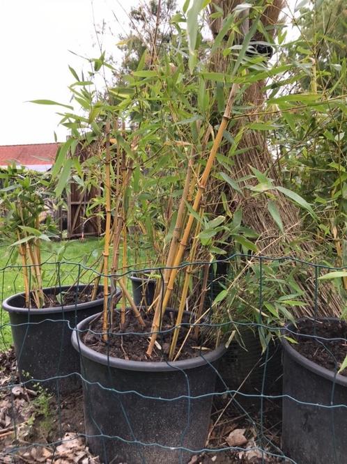 bambous, Jardin & Terrasse, Plantes | Arbustes & Haies, Arbuste, Bambou, 100 à 250 cm, Enlèvement