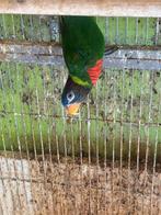 Couple de loriquet, Dieren en Toebehoren, Vogels | Parkieten en Papegaaien