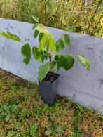 Zwarte walnoot boom - 1 jarige, Bloeit niet, Overige soorten, 400 cm of meer, Ophalen