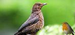 2x merel pop vrouwtje 2025 1x man, Dieren en Toebehoren, Vogels | Overige Vogels, Vrouwelijk, Wildzangvogel, Geringd