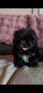 Shih Tzu, Animaux & Accessoires, Chiens | Chihuahuas & Chiens de compagnie, Chien (mâle), Autres races, Belgique, 8 à 15 semaines