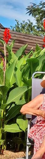 CANNAS, Autres espèces, Plein soleil, Été, Enlèvement