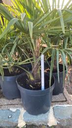 Wintrrharde palmbomen trachycarpus fortunei, Tuin en Terras, Planten | Tuinplanten, Ophalen