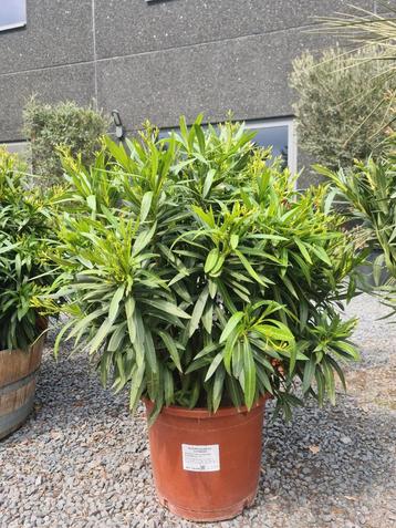 Nerium Oleander Potmaat 40 beschikbaar voor biedingen