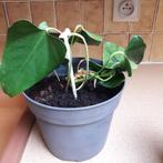 Anthurium flamingoplant rood, Huis en Inrichting, Kamerplanten, Ophalen, In pot