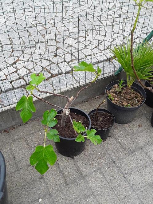 klein vijgeboom in pot, Tuin en Terras, Planten | Fruitbomen, Vijgenboom, Minder dan 100 cm, Volle zon, Lente, In pot, Ophalen