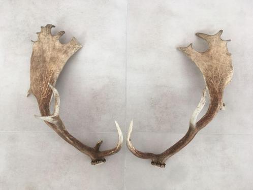 Decoratieve geweien, los koppel hert damhert eland, Verzamelen, Dierenverzamelingen, Gebruikt, Gewei of Kop, Hert, Ophalen of Verzenden