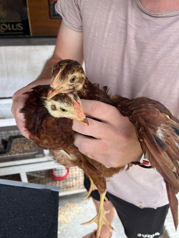 Legkorn kippen gratis 2 x hen - 2 x haan beschikbaar voor biedingen