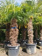 Palmboom Trachycarpus Fortune i- winterharde palmbomen, Jardin & Terrasse, Plantes | Arbres, Enlèvement, Palmier, Ombre partielle