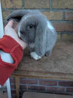 Nederlands dwerghangoor baby's, Dieren en Toebehoren, Meerdere dieren, Dwerg, Hangoor, 0 tot 2 jaar