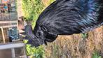 Œufs fécondés Ayam cemani, Dieren en Toebehoren, Pluimvee | Toebehoren, Ophalen