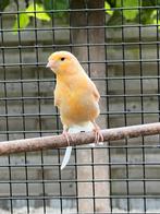 kanarieman - 2024 - licht oranje, Dieren en Toebehoren, Vogels | Kanaries, Mannelijk