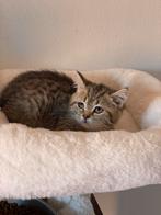 Britse korthaar kittens mogen al verhuizen, Meerdere dieren, Gechipt, 0 tot 2 jaar