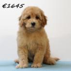 Chiots Caniche Nain à vendre – vifs, malins et adorables !, 15 semaines à 1 an, Caniche, Parvovirose, Plusieurs animaux