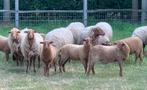 Moutons et agneaux à vendre, Plusieurs animaux, Mouton, 0 à 2 ans