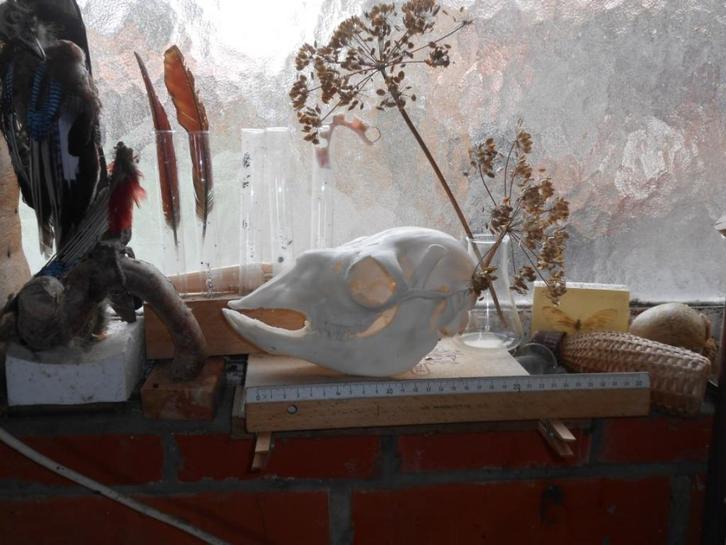 alpacaschedel, Collections, Collections Animaux, Comme neuf, Crâne, Animal de ferme, Enlèvement ou Envoi