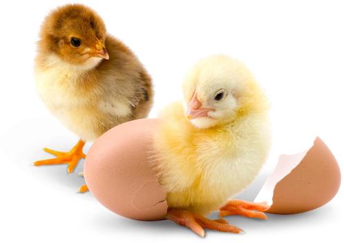 hollandse blauwe legkip, baby kuikens, Dieren en Toebehoren, Pluimvee, Kip, Vrouwelijk