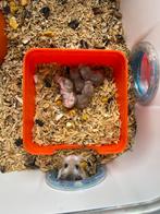 Hamsters te koop, Animaux & Accessoires, Rongeurs, Domestique, Hamster, Plusieurs animaux