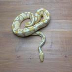 Python Regius - Candy Het-Clown, Dieren en Toebehoren, Reptielen en Amfibieën