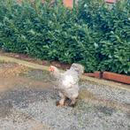 Brahma haan zoekt een thuis., Dieren en Toebehoren