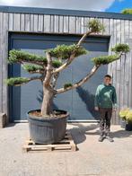 Olijfboom Plato, Enlèvement, Olivier