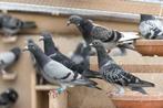bijna gratis duifjes, Animaux & Accessoires, Oiseaux | Pigeons