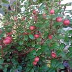 Chileense guave, Tuin en Terras, Ophalen