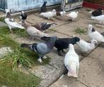 1 stuk 25€, Dieren en Toebehoren, Vogels | Duiven