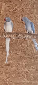 halsbanden halsbandparkiet ringnecks, Dieren en Toebehoren, Parkiet