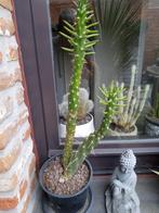 mooie cactus, Ophalen, Cactus