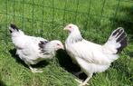 Kippen jonge sussex hennen beschikbaar, Dieren en Toebehoren, Pluimvee, Vrouwelijk, Kip