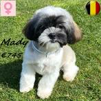 chiots Lhassa Apso - à vendre (belges), Animaux & Accessoires, Chiens | Chihuahuas & Chiens de compagnie, 15 semaines à 1 an, Commerçant
