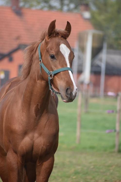 Superleuke en correcte jonge ruin met een gouden karakter, Dieren en Toebehoren, Paarden, Ruin, Niet van toepassing, Minder dan 160 cm