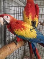 koppel geelvleugel ara's, Dieren en Toebehoren, Vogels | Parkieten en Papegaaien, Meerdere dieren, Papegaai, Geringd
