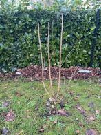 Syringa vulgaris 'Charles Joly' +_130 cm, Tuin en Terras, Ophalen