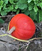 Grote pompoenen voor foto met baby, Zakelijke goederen, Landbouw | Aardappelen, Groenten, Fruit en Vlees, Ophalen