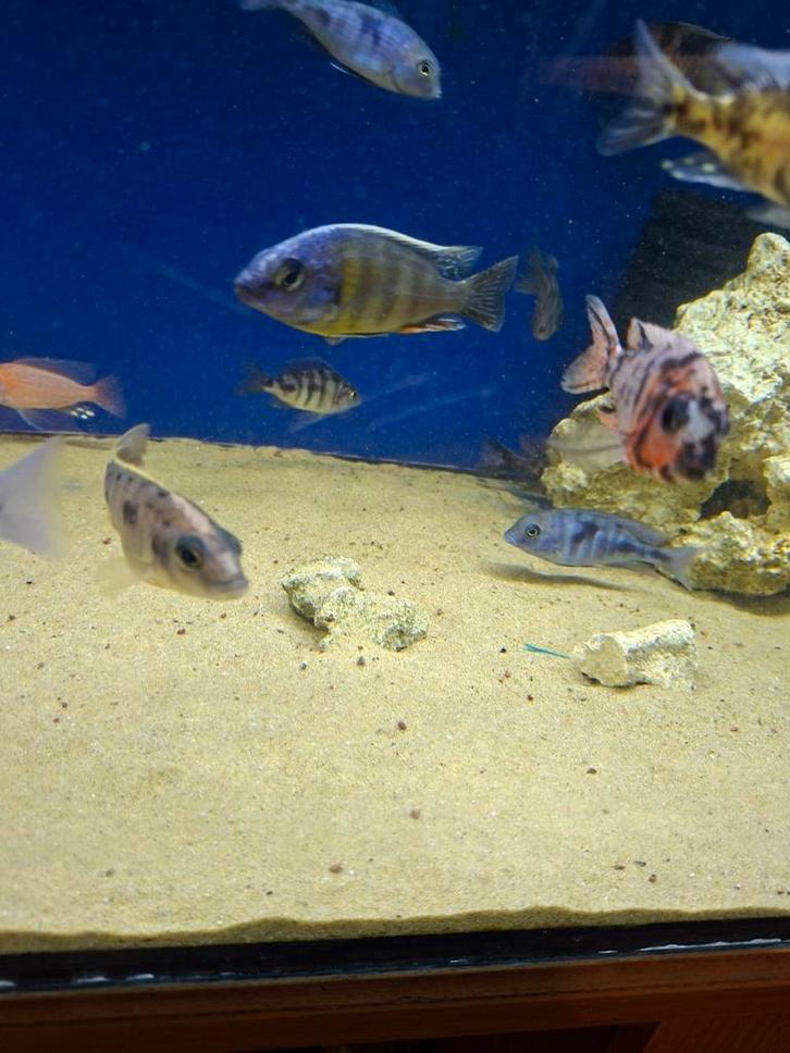 Cichlides malawi couple protomelas taiwan reef 6-8 cm, Animaux & Accessoires, Poissons | Poissons d'aquarium