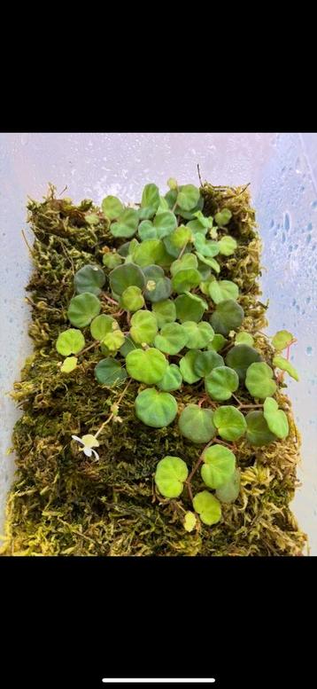 Begonia lichenora beschikbaar voor biedingen