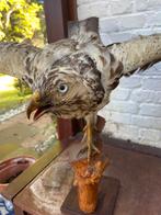 Opgezette buizerd, Ophalen, Gebruikt, Vogel, Opgezet dier