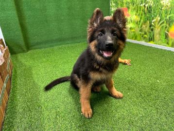 Chiots de Berger Allemand à poil long