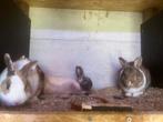 Rex konijntjes, Animaux & Accessoires, Lapins