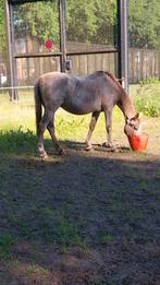 Merrie zoekt nieuwe thuis
