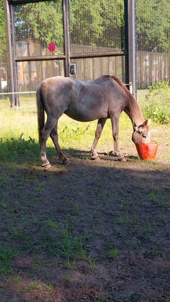 Merrie zoekt nieuwe thuis, Animaux & Accessoires, Poneys