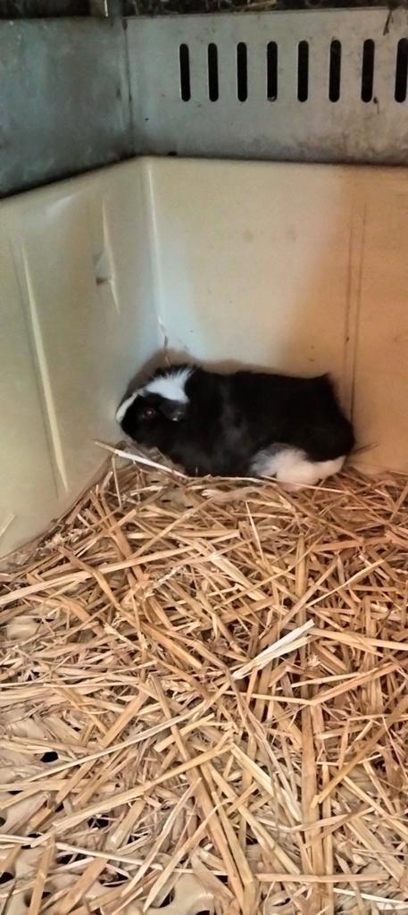 Prachtig borstelharig cavia mannetje, Dieren en Toebehoren, Knaagdieren, Mannelijk, Cavia