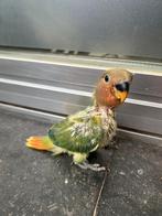 Agapornis roseicollie baby handtam, Dieren en Toebehoren