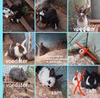 Middelgrote konijnen kruising Franse hangoor en wild konijn