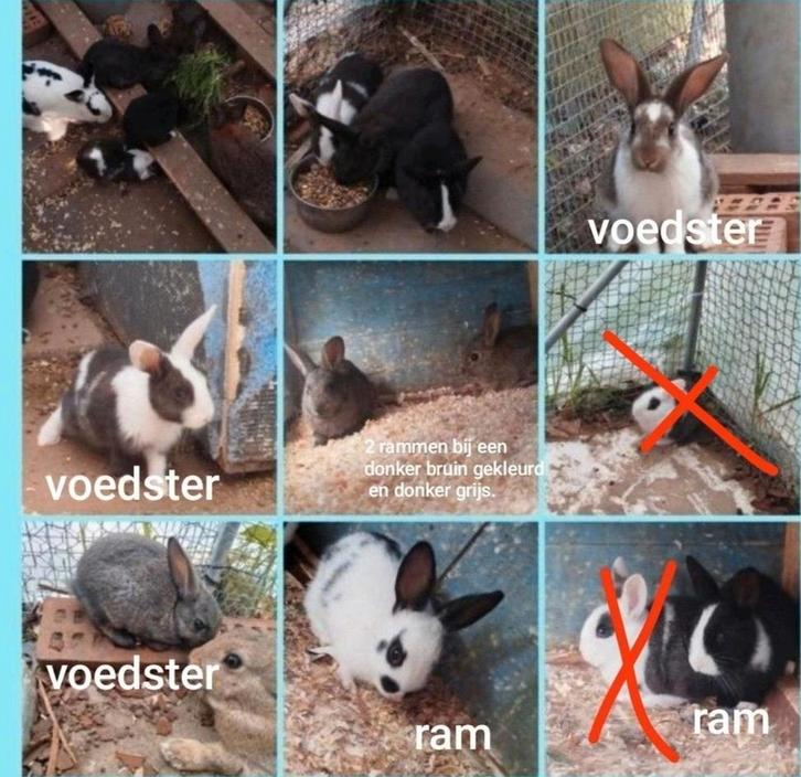 Middelgrote konijnen kruising Franse hangoor en wild konijn, Dieren en Toebehoren, Pluimvee